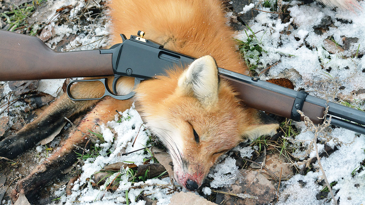 The Henry Lever Action Octagon Frontier 22 Magnum is an excellent rifle and cartridge combination for taking pests, small game and varmints such as this red fox.